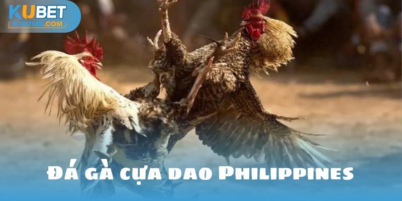 Đá gà cựa dao philippines tại Kubet